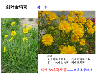 20090520校园花木-五月的鲜花