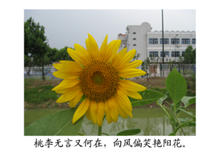 20090830校园花木-七月八月的鲜花