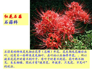 20090925校园花木-九月的鲜花