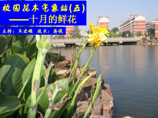 20091026校园花木-十月的鲜花
