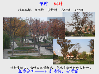 20091202校园花木-十一月的鲜花