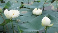 bet365手机版下载校园景点随笔赏析十二