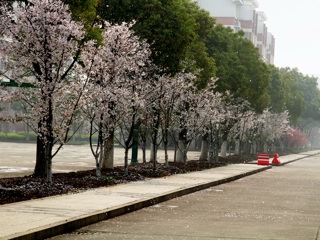 樱花大道